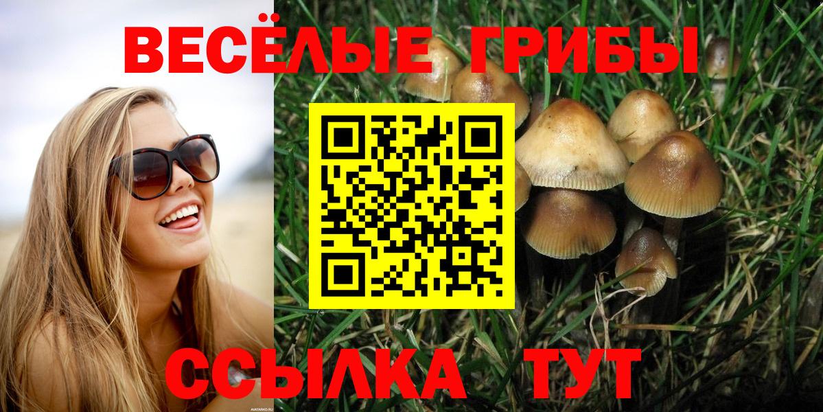 Псилоцибиновые грибы Psilocybe Томск