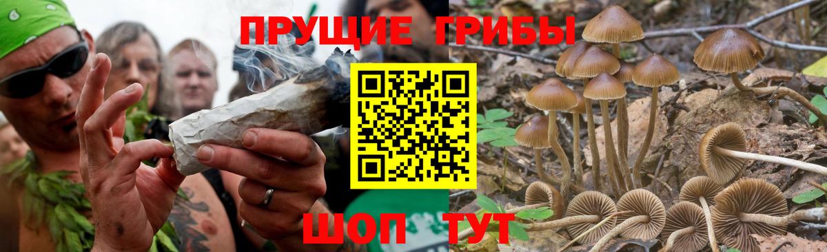 Псилоцибиновые грибы GOLDEN TEACHER  закладки  Томск  Вход с VPN 
